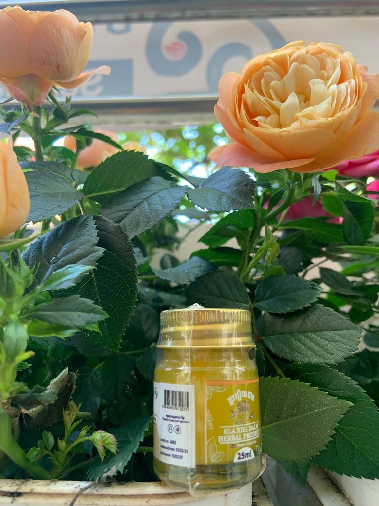 ប្រេងកូឡា